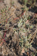 Atriplex pedunculata