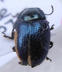 Chrysolina oricalcia