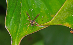 Neocorynura