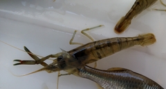 Macrobrachium asperulum