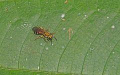 Neocorynura