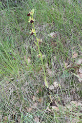 Ophrys sphegodes