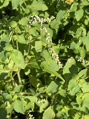 Fallopia scandens