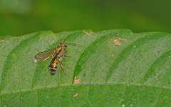 Neocorynura