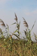 Phragmites australis altissimus