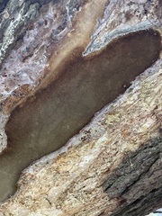 Fomitiporia punctata