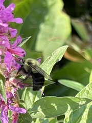 Bombus impatiens