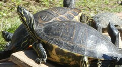 Pseudemys peninsularis