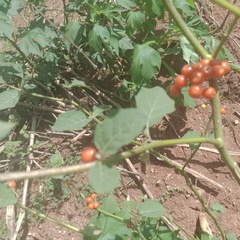 Solanum