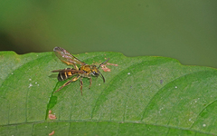 Neocorynura