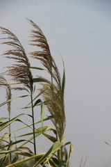 Phragmites australis altissimus
