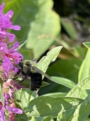 Bombus impatiens