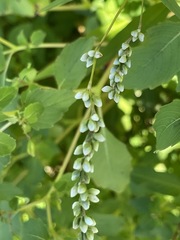 Fallopia scandens