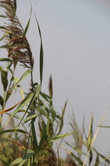 Phragmites australis altissimus