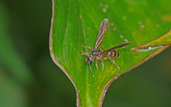 Neocorynura