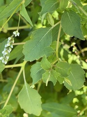 Fallopia scandens