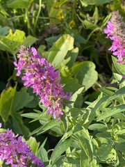 Lythrum salicaria