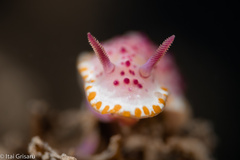 Nudibranchia