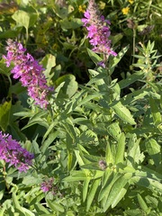 Lythrum salicaria