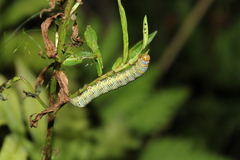 Eudryas unio
