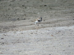 Charadrius wilsonia