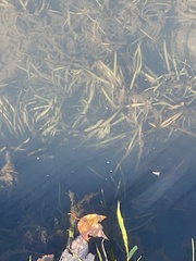 Hydrocharitaceae