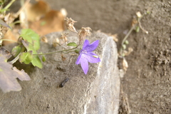 Campanula arvatica