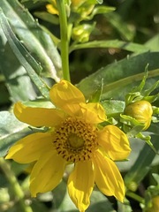 Bidens cernua