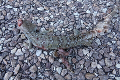 Gerrhonotus infernalis