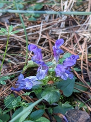 Prunella grandiflora