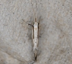 Plutella porrectella