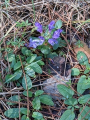 Prunella grandiflora