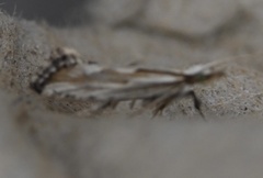 Plutella porrectella