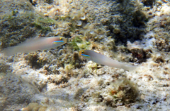 Valenciennea strigata