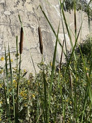 Typha