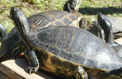 Pseudemys peninsularis