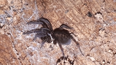 Amaurobiidae