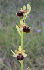 Ophrys sphegodes