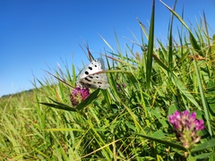 Parnassius apollo