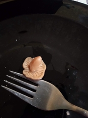 Tricholoma fulvum