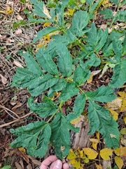 Apioideae