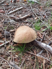 Suillus variegatus
