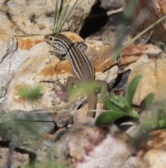 Aspidoscelis scalaris