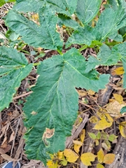 Apioideae