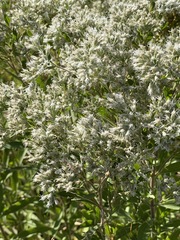 Eupatorium altissimum