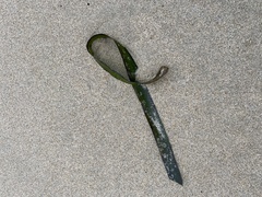 Zosteraceae