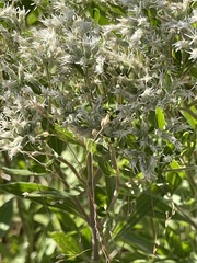Eupatorium altissimum