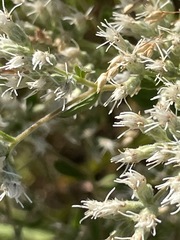 Eupatorium altissimum