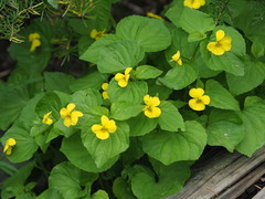 Viola glabella