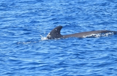 Globicephala macrorhynchus